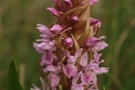 Dactylorhiza incarnata